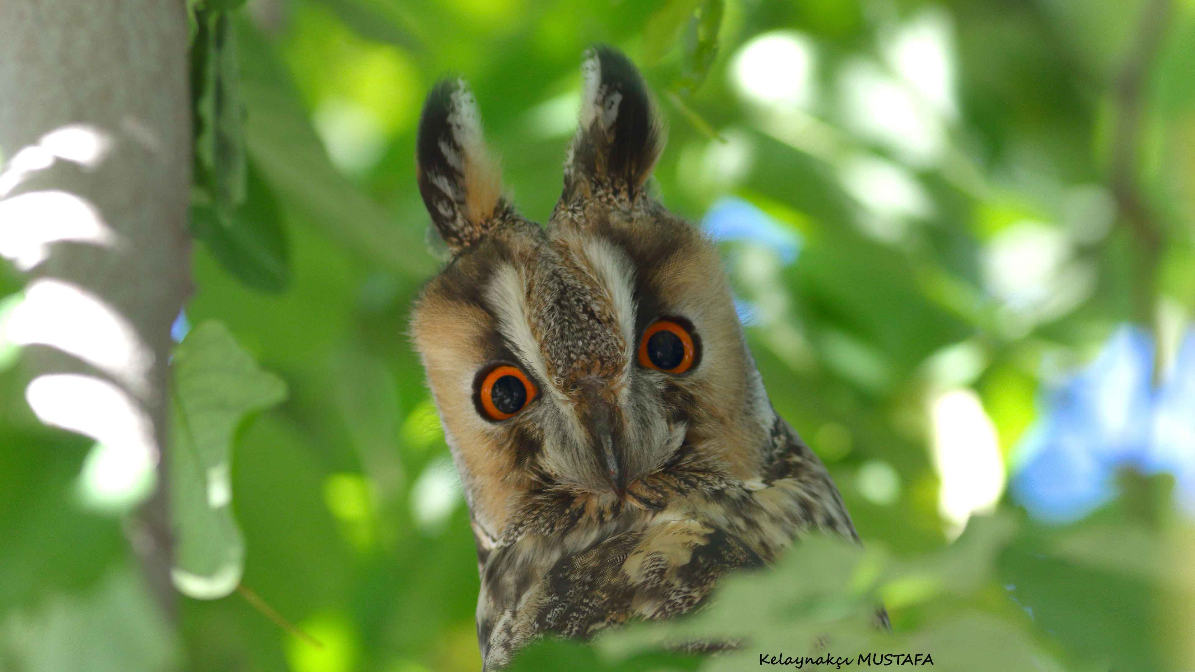 Long-eared Owl
